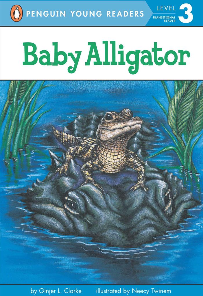 Baby Alligator