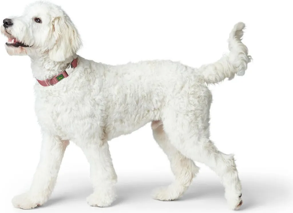 Collare Hunter Inari Rosso M 30-45 cm | Hunter Alu-Strong per Cani