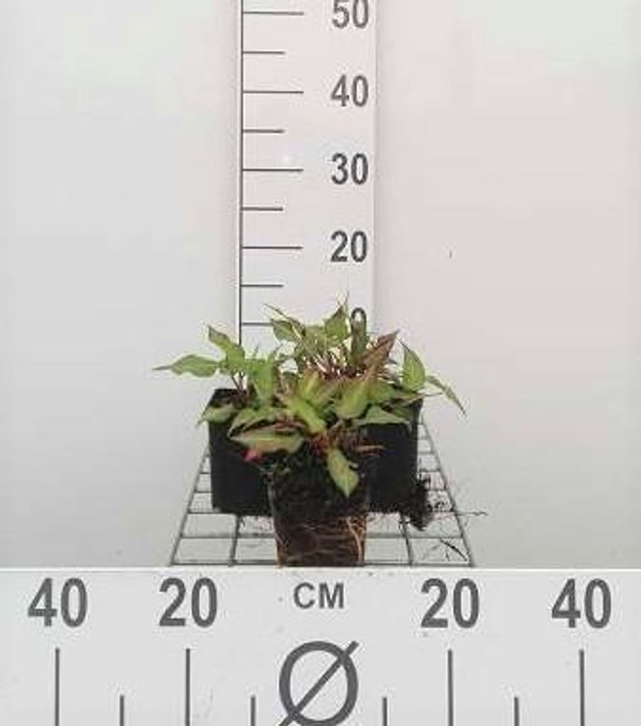 6 x Persicaria ampl. 'Orange Field' - Kerzenknöterich - Topf 9 x 9 cm