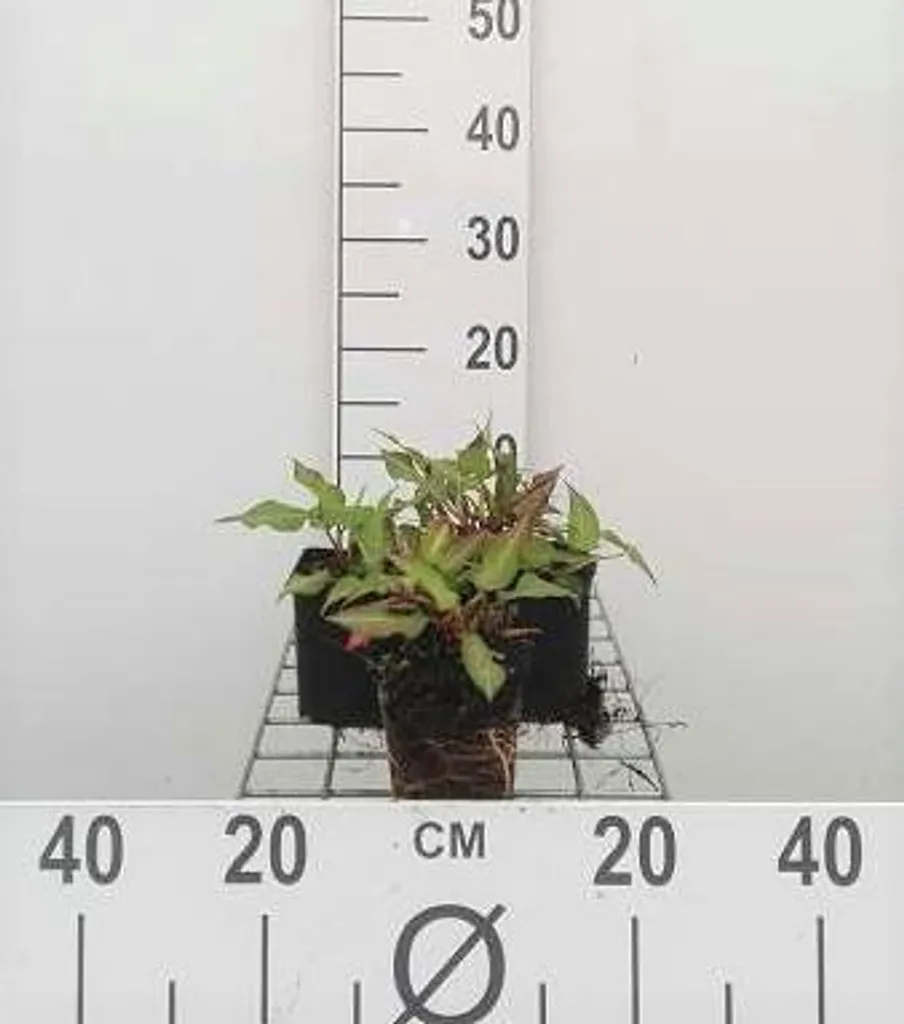 Persicaria amplexicaulis Orange Field - Lot de 6 plants en pot 9x9 cm
