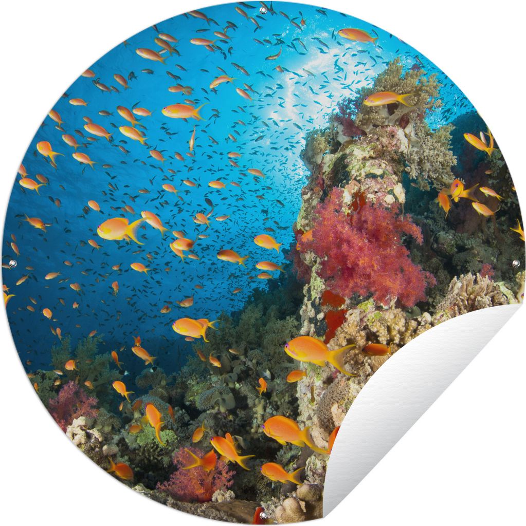 MuchoWow Gartenposter Outdoor-Poster Rund Koralle mit Fischen Ø 150 cm Gartendeko Rundes Poster draußen