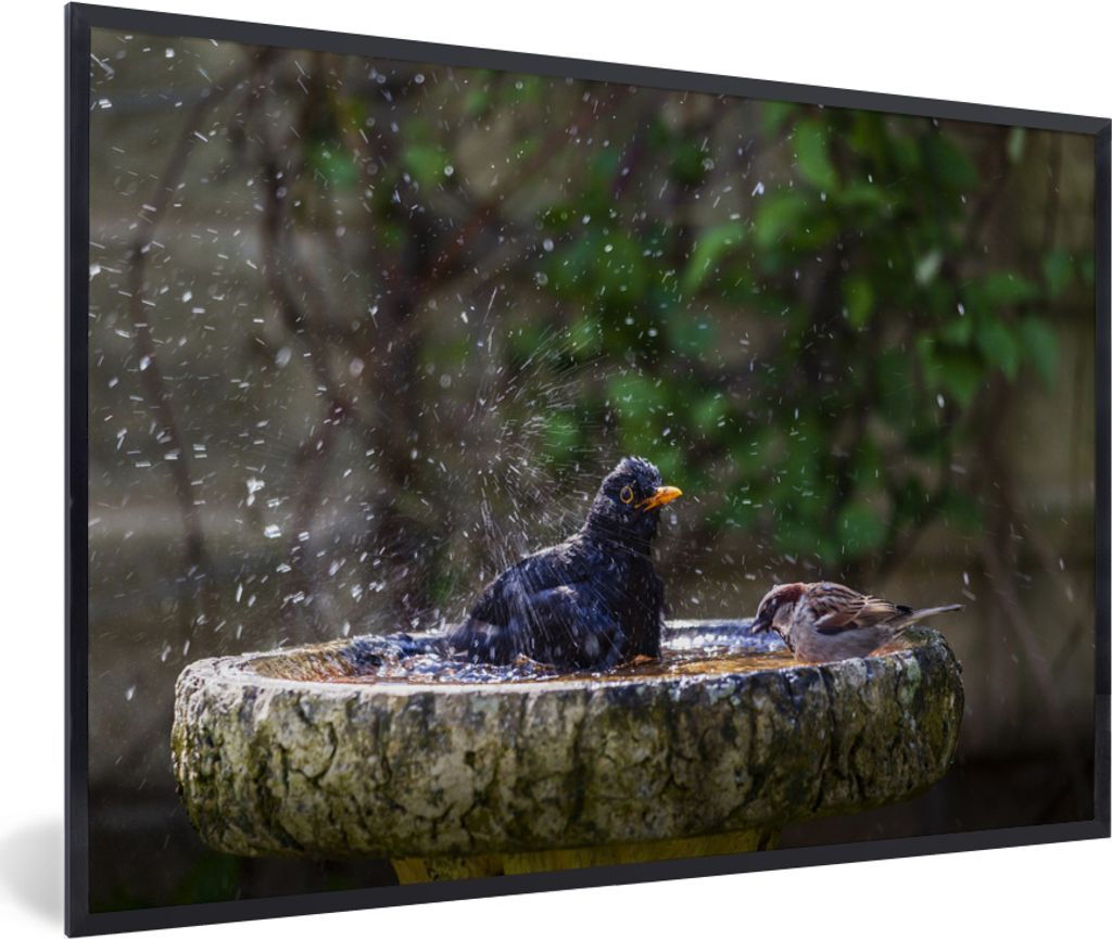 MuchoWow MuchoWow Gerahmtes Poster Spatz - Vogeltränke - Wasser 90x60 cm - Poster mit zchwarzem Bilderrahmen - Fotorahmen - Foto-Plakat
