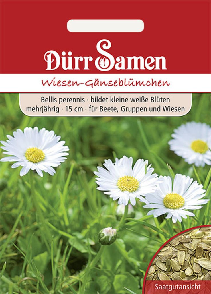 Dürr-Samen - Wiesen-Gänseblümchen weiß zweijährig 15 cm - Produktbild 