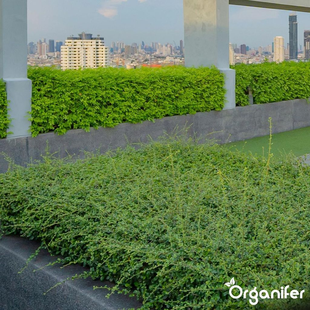 Sedum - & Grndach - Dnger 5 kg = 100 m  Dachbegrnung
