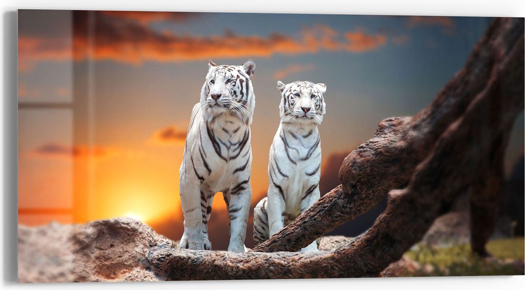 DEQORI Glasbild Echtglas 60x30 cm 'Weiße Tiger im Abendlicht' Wandbild Bild modern Deko