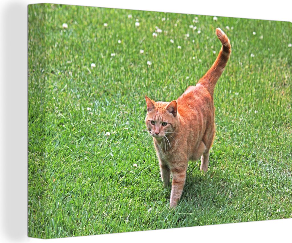 OneMillionCanvasses - Leinwandbilder - 150x100 cm, Katze - Rot - Katze - Mädchen - Kinder - Jungen - Kind, Wandbilder Kunstdruck Wanddekoration