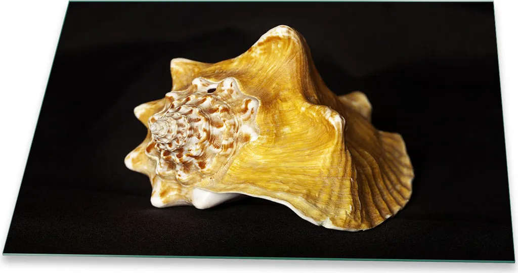 Copri Fornelli Vetro 80x52 Conchiglia Gialla - Decorazione Alzatina Vetro