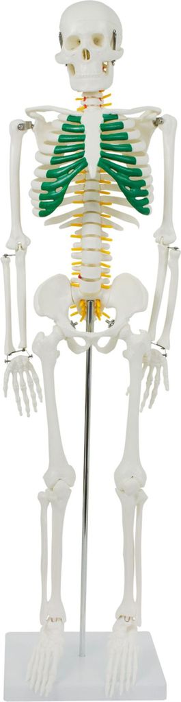 Anatomický model Kostra Zmenšená anatomická kostra Lidská Obrázek produktu 