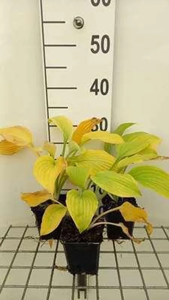 Lot de 6 Hosta hybr. August Moon en pot de 9cm pour jardin ombragé
