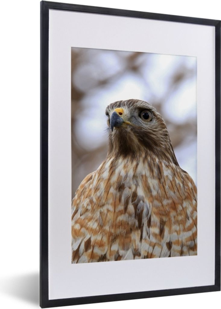 MuchoWow MuchoWow Gerahmtes Poster Nahaufnahme eines Bussards 40x60 cm - Poster mit zchwarzem Bilderrahmen - Poster in Rahmen