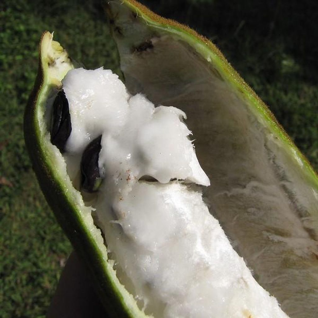 Fagiolo ghiacciato (Inga edulis)  - 3 semi germogliati Immagine del prodotto 