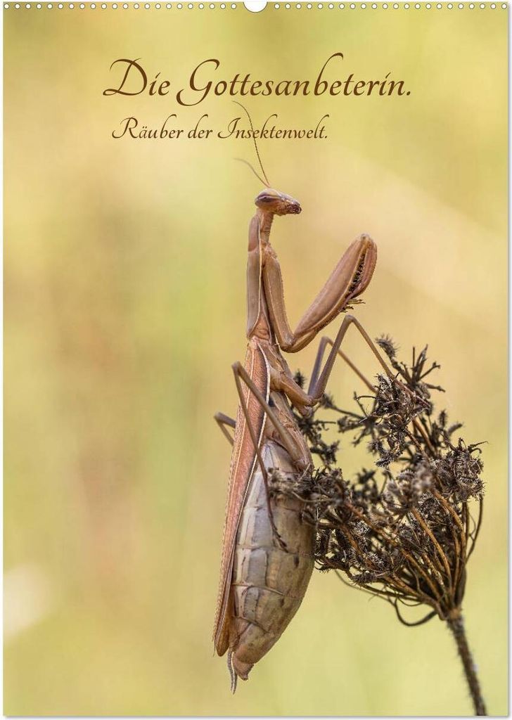 Die Gottesanbeterin. Räuber der Insektenwelt. (Wandkalender 2026 DIN A2 hoch), CALVENDO Monatskalender