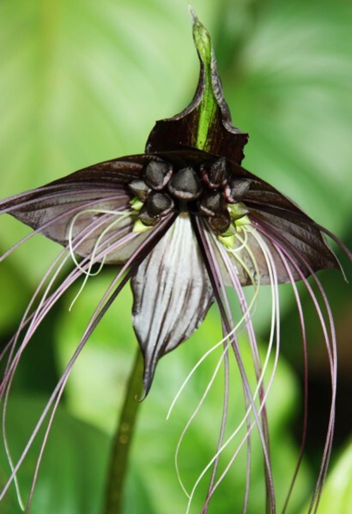 Schwarze Fledermausblume, Teufelsblume, Dämonenblüte - 10 Produktbild 