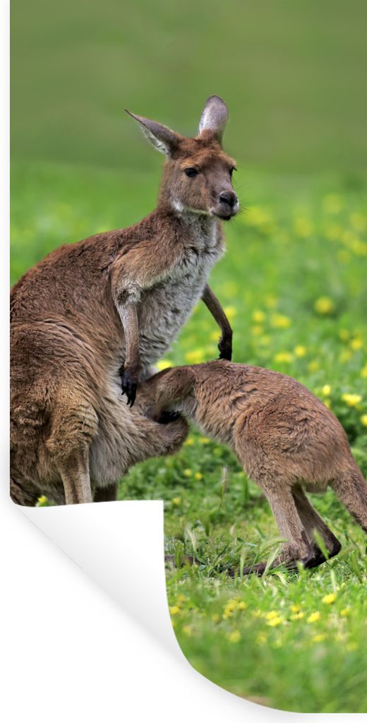 MuchoWow Wandtattoo Wandsticker Wandaufkleber Känguru - Blumen - Jung 60x120 cm Selbstklebend und Repositionierbar - Selbstklebend - Fototapeten