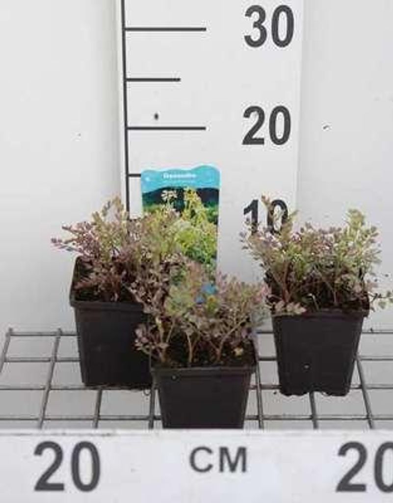 6 x Oenanthe fistulosa 'Flamingo' - Bunte Sumpfschierling - Topf 9 x 9 cm