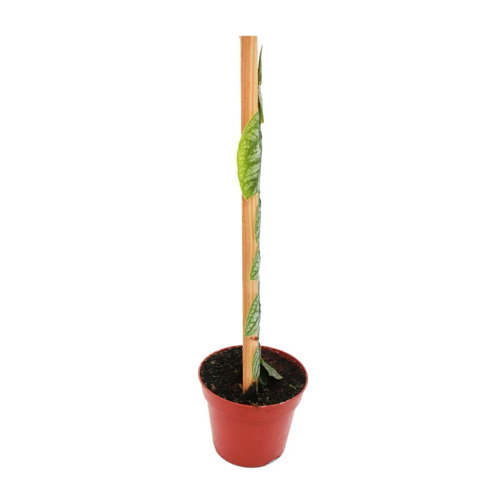 Plante grimpante Monstera dubia rare - Feuillage 2D en pot de 14cm
