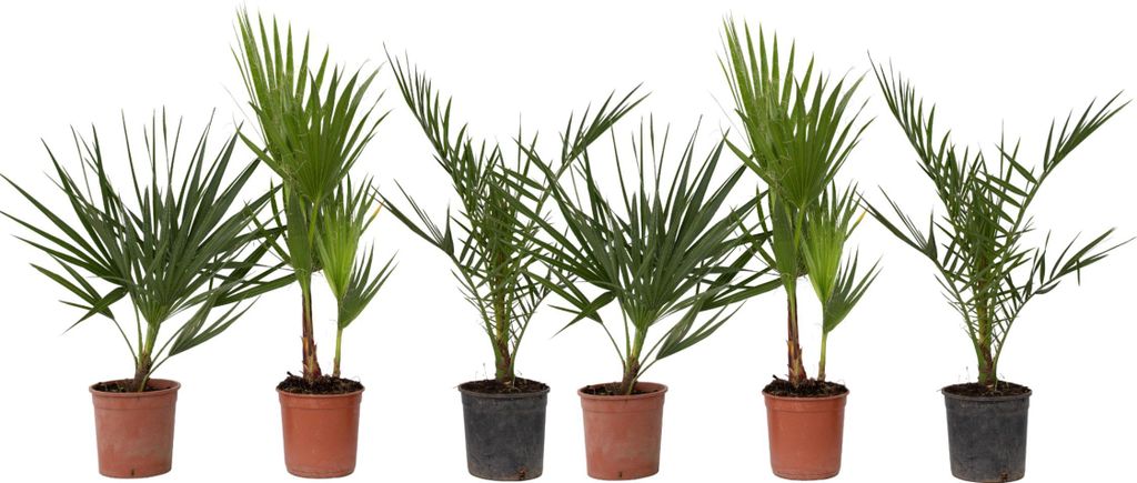 Mélange de palmiers d'extérieur - Set de 6 - Hauteur Image du produit 