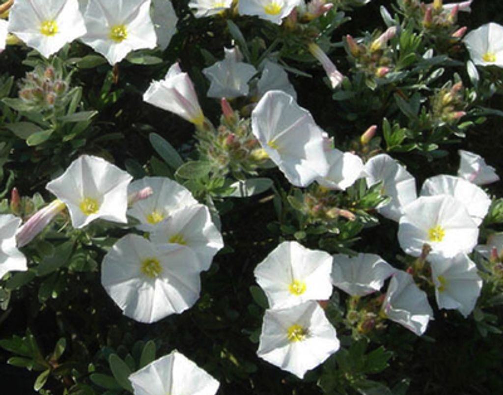 Convolvulus cneorum - Blÿtenstrauch 30- 40 cm Container