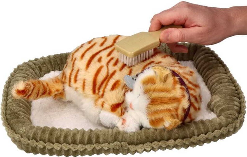 Adopt Me Atmungsaktive Kätzchen Gestromt Rot Perfekt Petzzz Produktbild 