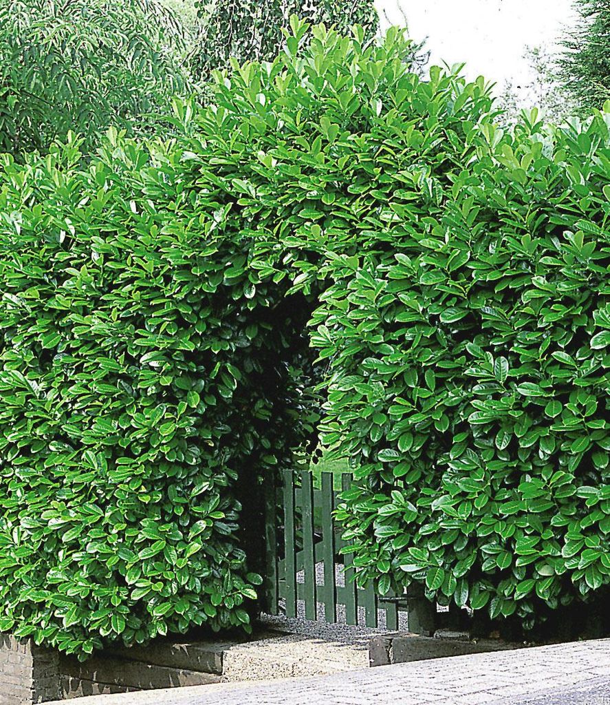 BALDUR Garten Kirschlorbeer Hecke, 10 Pflanzen Prunus laurocerasus winterhart und immergrün, blickdichter Sichtschutz, mehrjährig, Prunus lauroce...