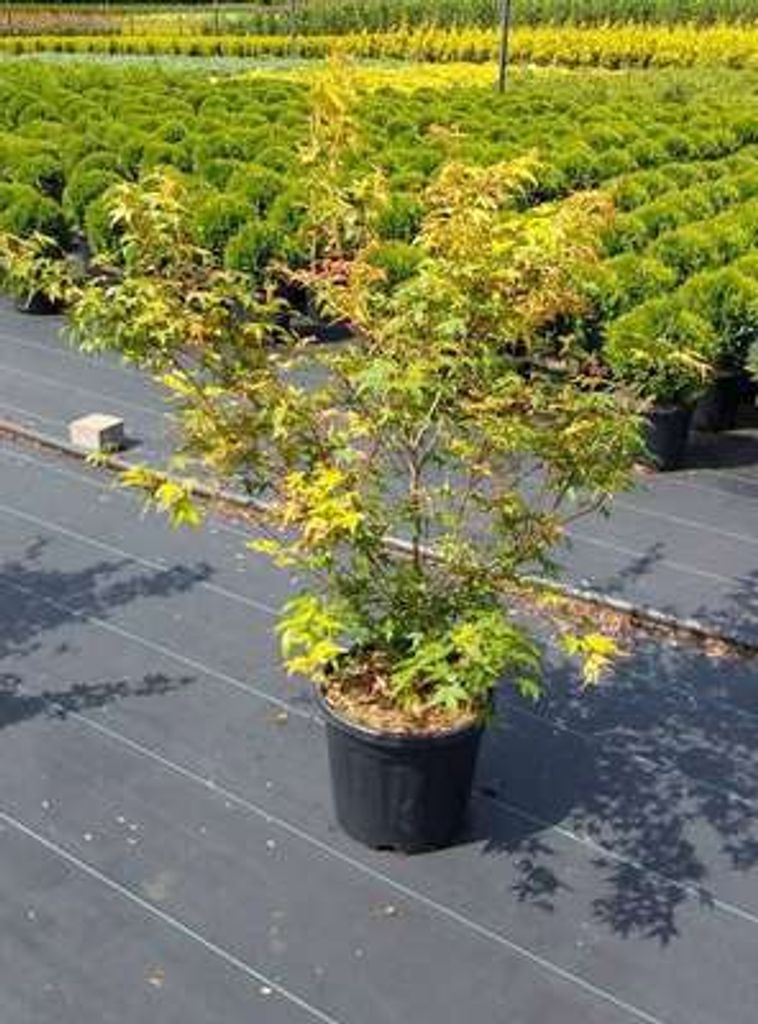 Acer palm. 'Katsura' - Fächerahorn 60- 80 cm Container