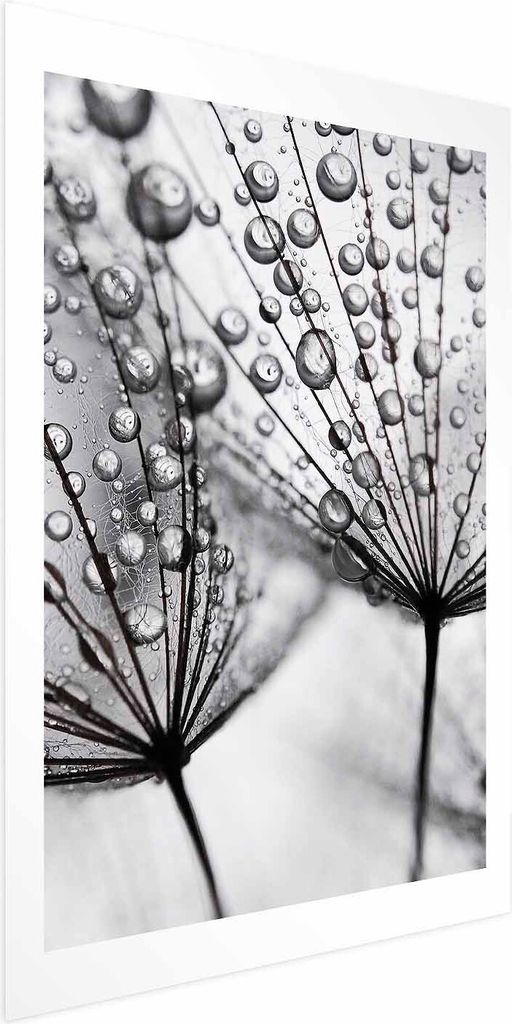 Posterpapier Poster - Macro Dew 60x90 cm Blumen b-B-0353-ao-a