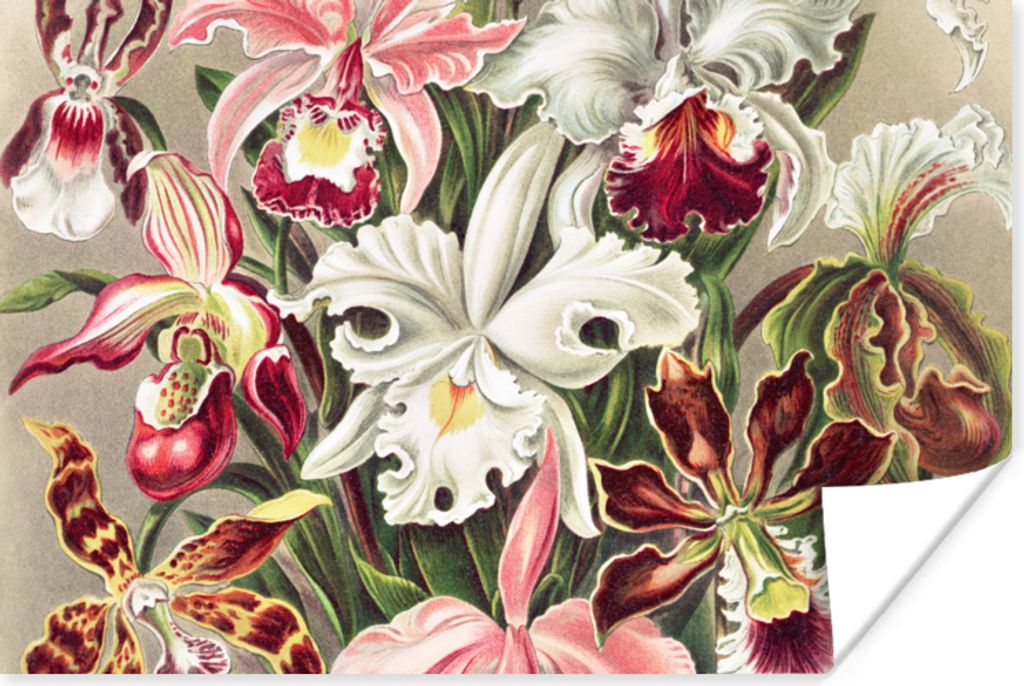 MuchoWow Poster Blumen - Ernst Haeckel - Jahrgang - Orchidee 60x40 cm - Schlafzimmerdekoration