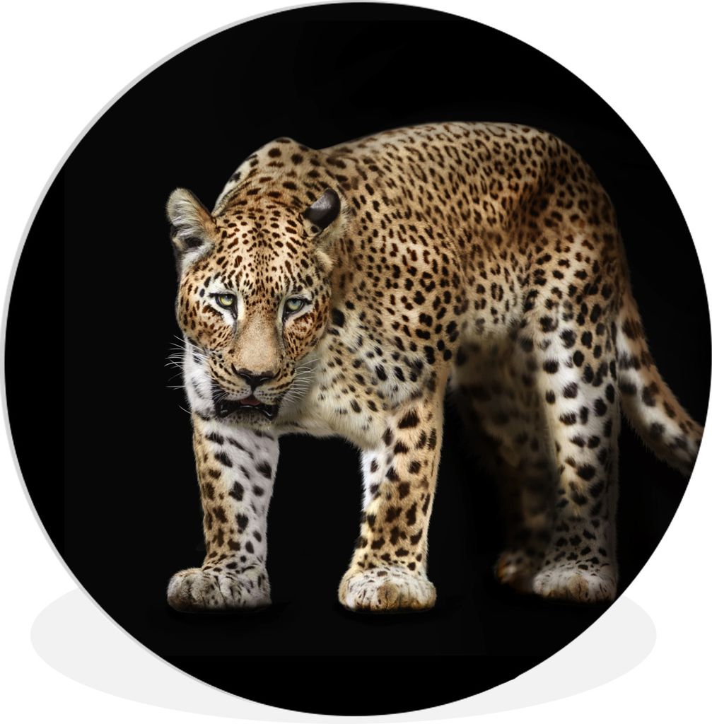 MuchoWow Rundes Wandbild - Runde Bilder Leopard - Fell - Wild Ø 30 cm Kreis Wanddekoration Kunststoff - Wandkreis - Wandschmuck - Schlafzimmer -...