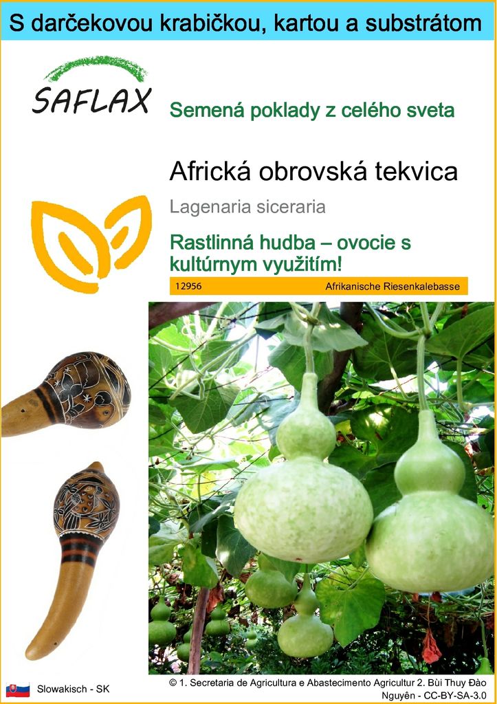 SAFLAX Darčeková sada - Africká obrovská tekvica - Obrázok produktu 