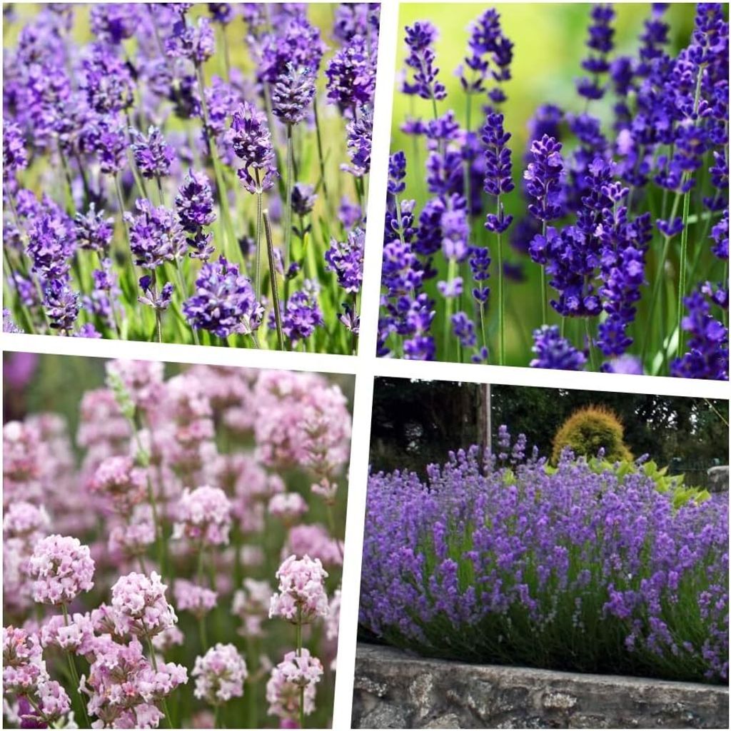 Stauden Gänge 40 x Lavandula angustifolia Mix in 4 Sorten - Echter Lavendel - Stecklingsvermehrt - Tolle Blütenfarben - Sehr Bienenfreundlich
