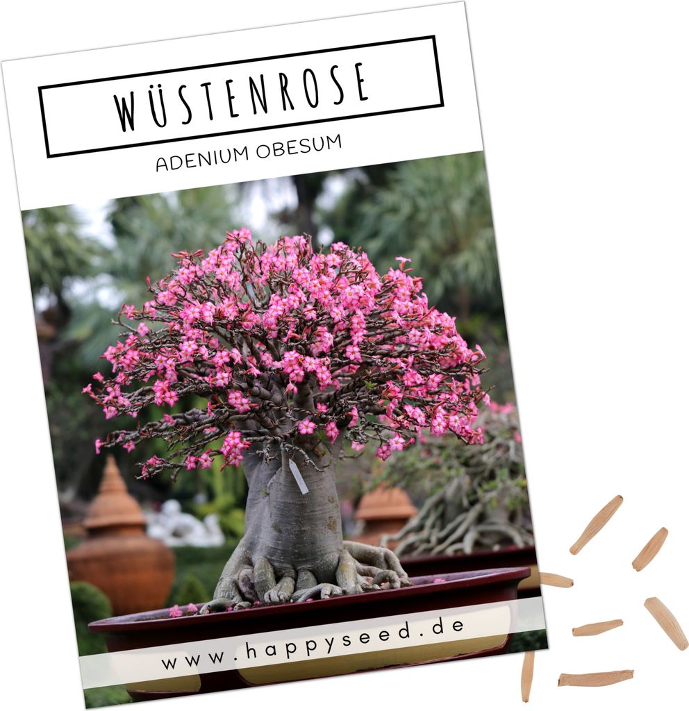 Außergewöhnliche Bonsai Samen mit hoher Keimrate - Pflanzen Produktbild 