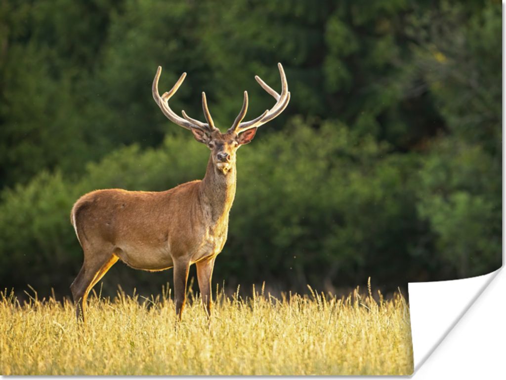 MuchoWow Poster Hirsch - Geweih - Gras - Natur - Tiere - Grün 40x30 cm - Plakate für die Wände - Poster Wohnzimmer