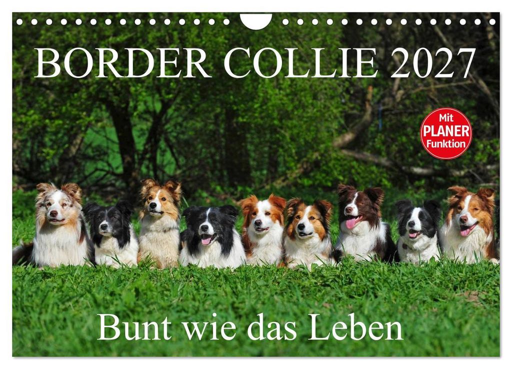 Border Collie 2027 (Wandkalender 2027 DIN A4 quer), CALVENDO Monatskalender