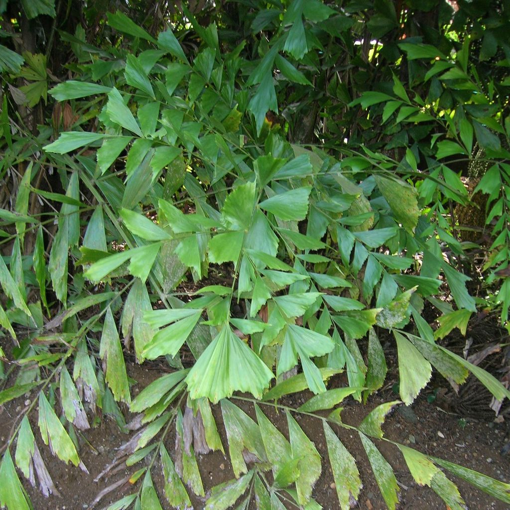 Fischschwanzpalme (Caryota mitis)  - 10 Samen Produktbild 