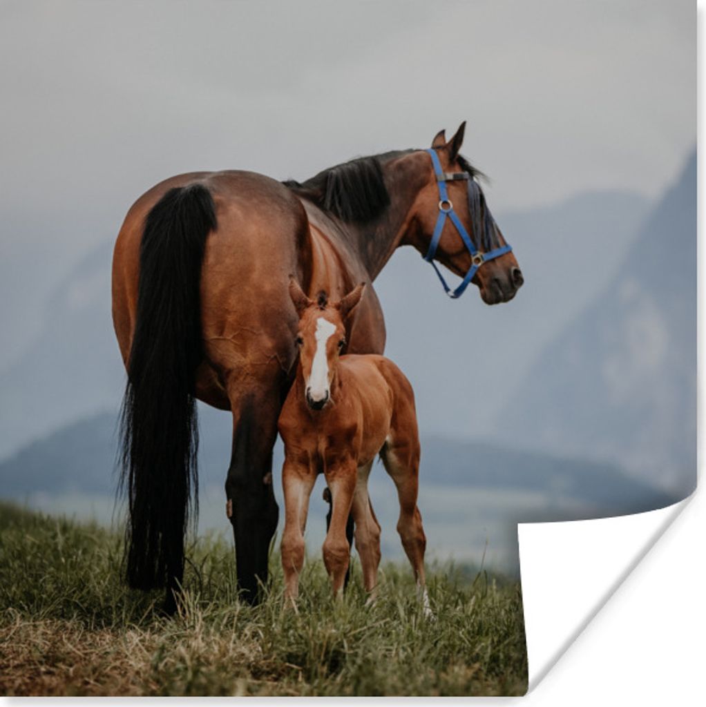 MuchoWow Poster Pferd - Fohlen - Berg 100x100 cm - Babyzimmer
