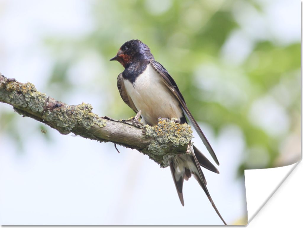 MuchoWow Poster Eine Rauchschwalbe posiert auf einem Ast 80x60 cm - Kunst für zu Hause