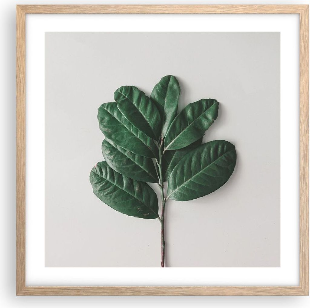 Gerahmtes Poster - Rahmen in heller Eiche - Blätter Pflanzen Botanik - 50x50 cm - Wand Bild - Wanddeko - Wandbilder - Kunstposter - Wandposter - B...