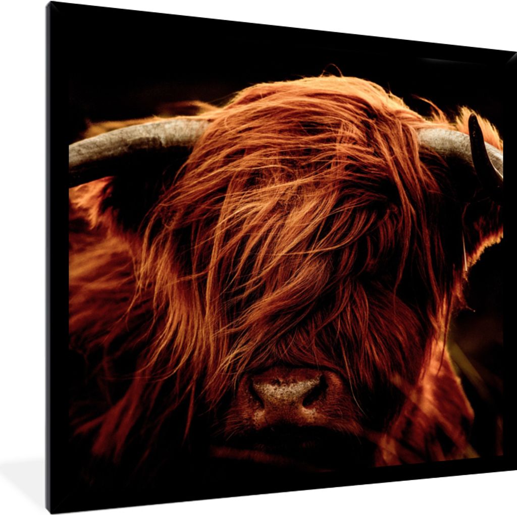 MuchoWow Gerahmtes Poster Schottischer Highlander - Kuh - Hörner - Porträt - Tiere 40x40 cm - Poster mit Schwarzem Bilderrahmen Wandposter Rahm...