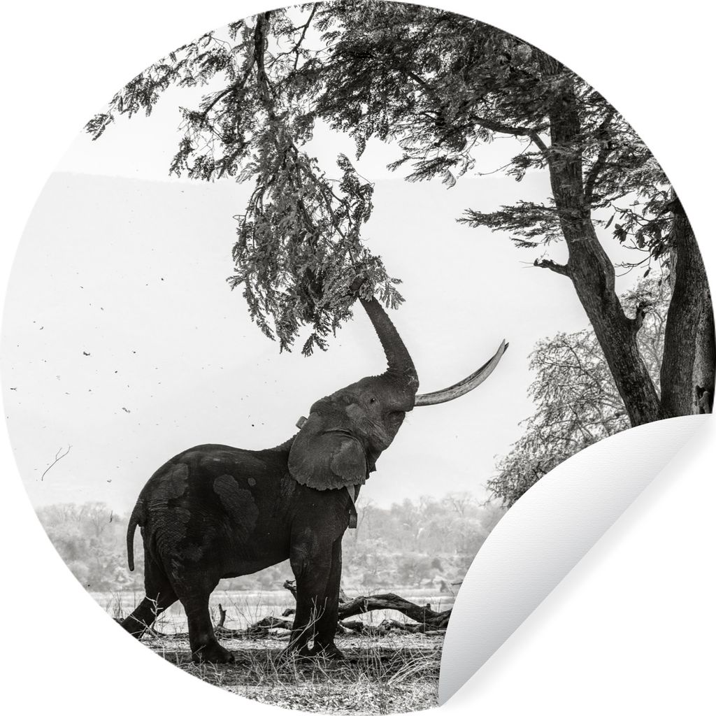 MuchoWow Runde Wandtattoo - Wandsticker Tapete Aufkleber Elefant - Baum - Tiere - Schwarz und weiß Ø 80 cm Selbstklebend und Repositionierbar -...