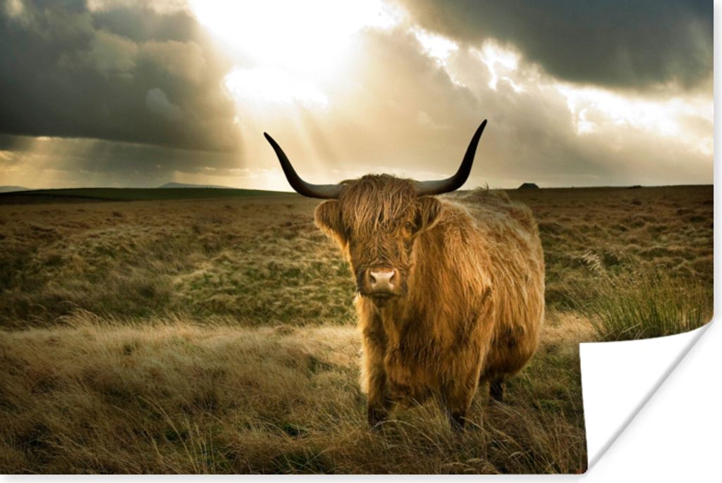 MuchoWow Poster Schottischer Hochländer - Sonne - Tiere 30x20 cm - Plakate - Print