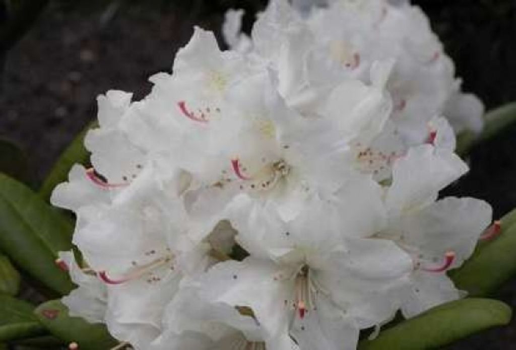 Rhododendron yakushimanum Yours Truly - Ball-Rhododendron - 25-30cm
