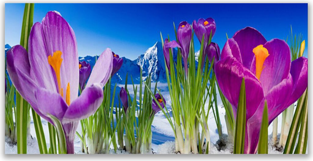Glasbilder 120x60 Wandbild Druck auf Glas Blumen Pflanzen