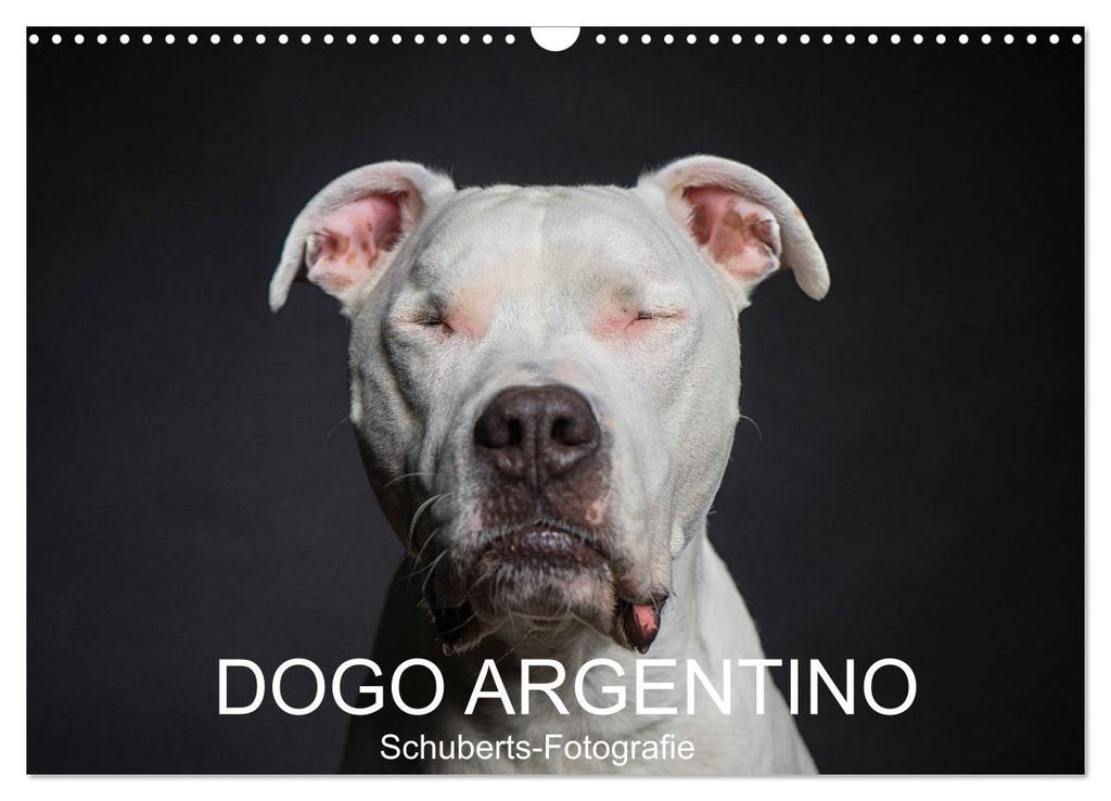 DOGO ARGENTINO (Wandkalender 2027 DIN A3 quer), CALVENDO Monatskalender