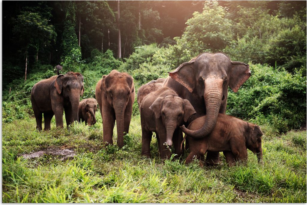 MuchoWow Poster Elefant - Tiere - Wald - Gras - Grün 180x120 cm - Fotoplakat
