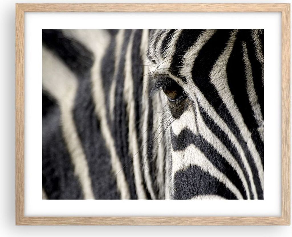Gerahmtes Poster - Rahmen in heller Eiche - Zebra Streifen Tierwelt Safari - 50x40 cm - Wand Bild - Wanddeko - Wandbilder - Wandposter - Bilderrahm...