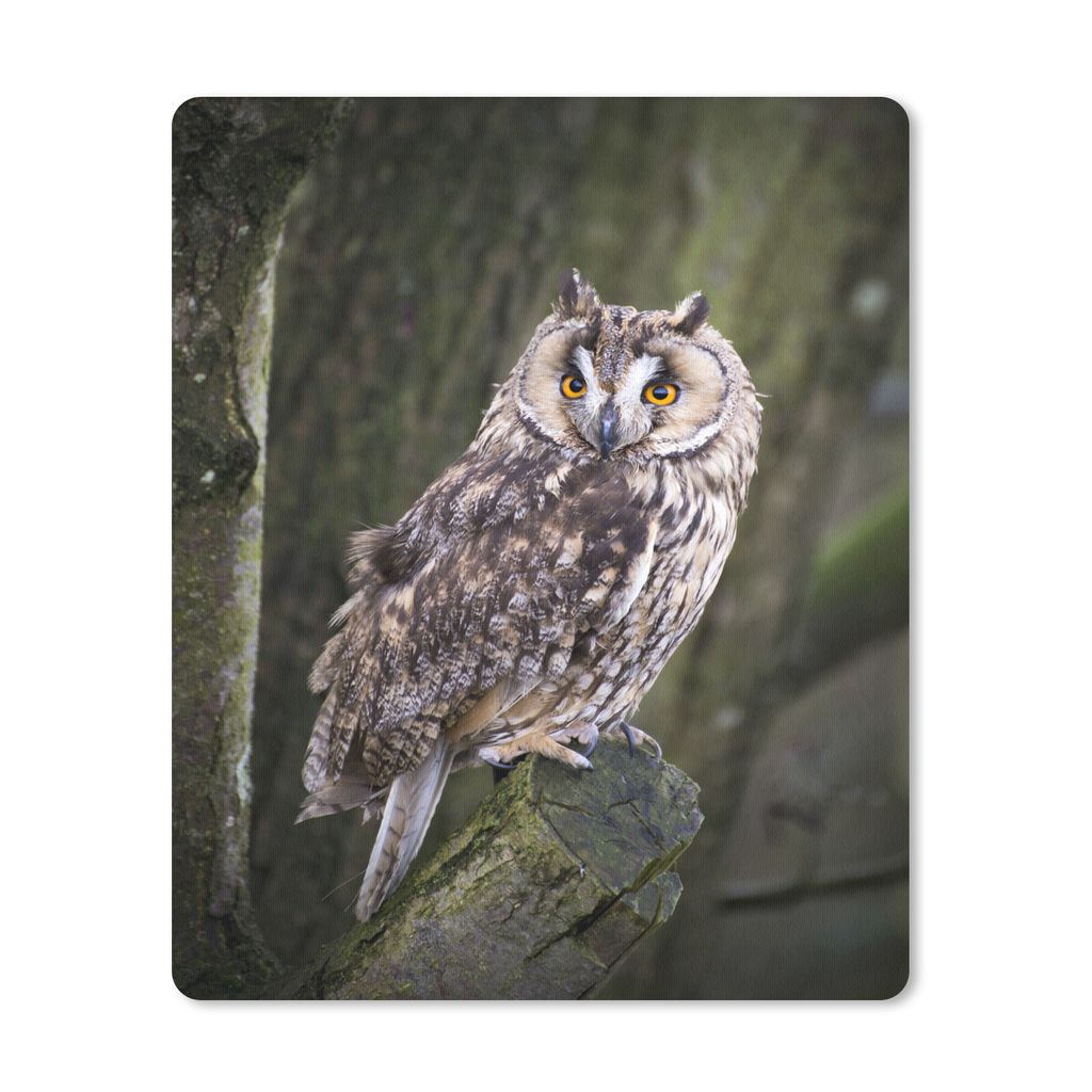 MuchoWow Mauspad Mousepad Eule - Nahaufnahme - Baum 30x40 cm - Mousepads - Maus Mat - Pad - Mausunterlage - Mausmatten