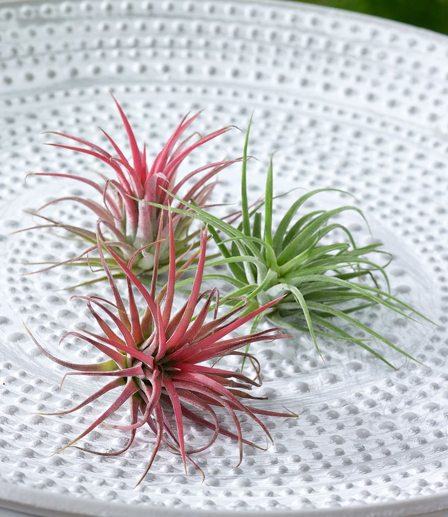 Tillandsia ionantha uvp - 植物/観葉植物