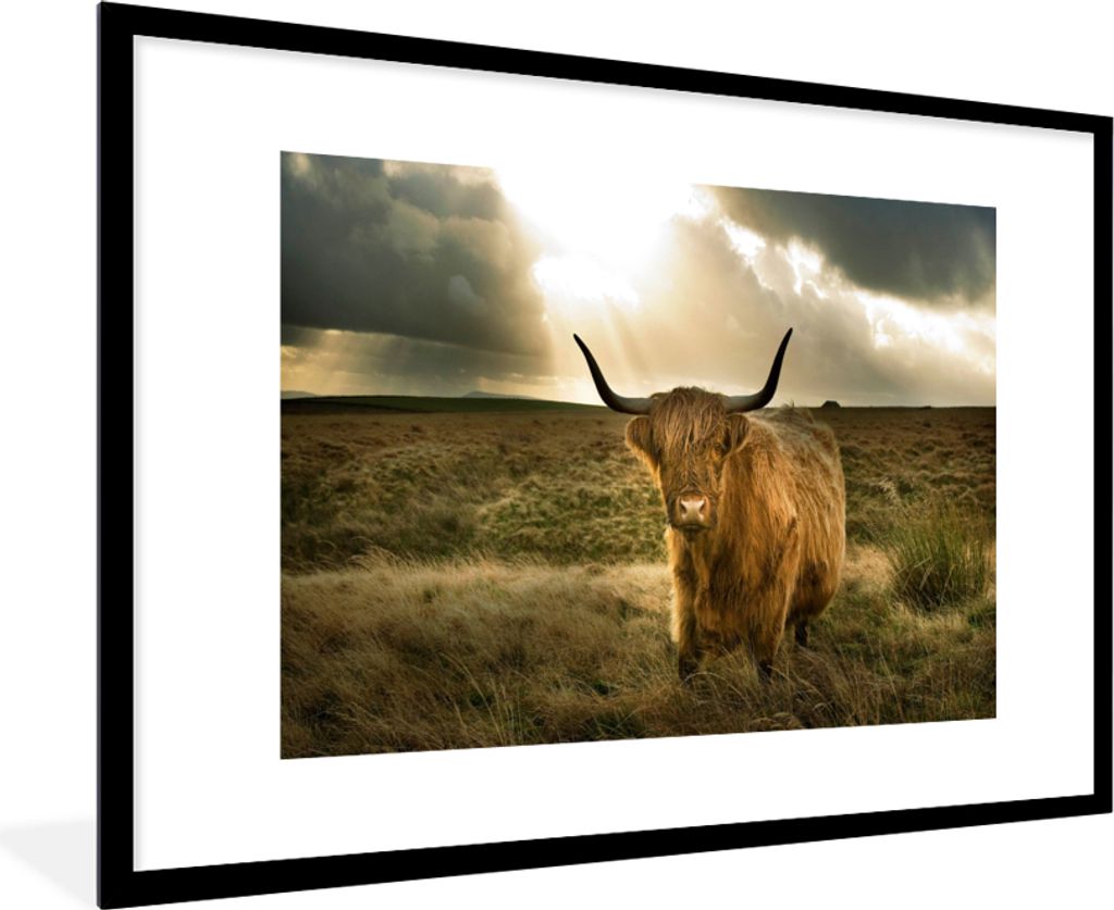 MuchoWow Gerahmtes Poster Schottischer Hochländer - Sonne - Tiere 90x60 cm - Poster mit Schwarzem Bilderrahmen Wandposter Rahmen Foto Bilder - W...