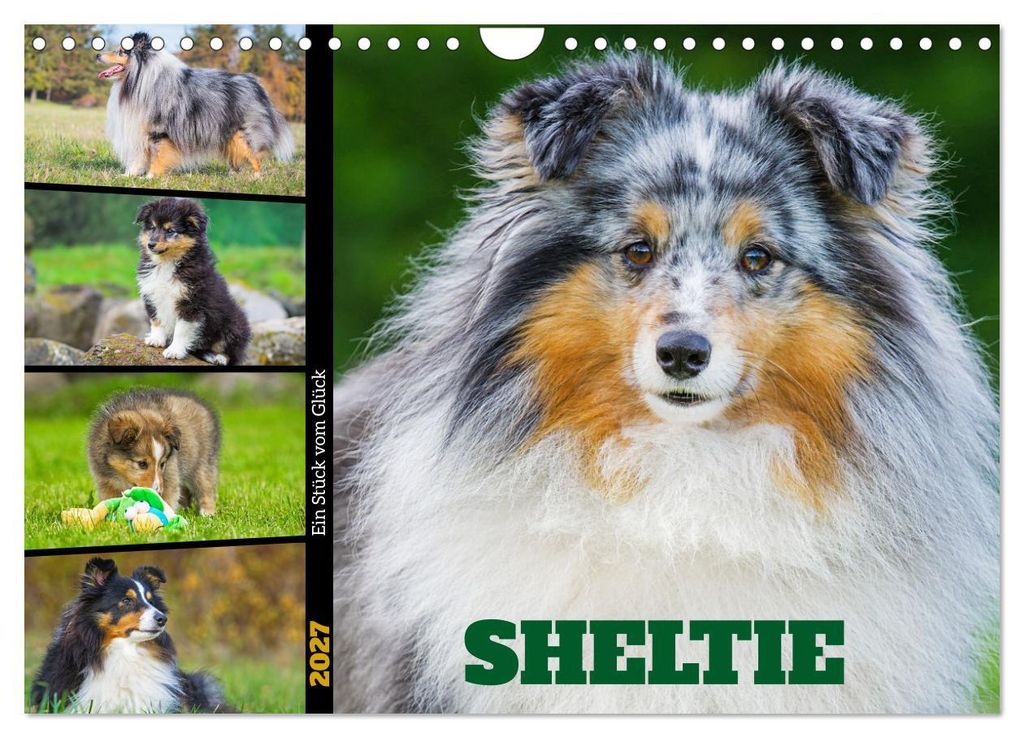 Sheltie - Ein Stück vom Glück (Wandkalender 2027 DIN A4 quer), CALVENDO Monatskalender