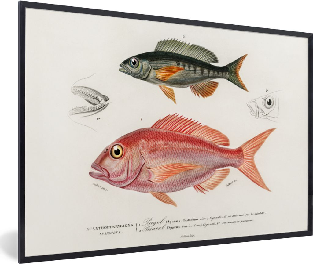 MuchoWow MuchoWow Gerahmtes Poster Fisch - Vintage - Farbe 30x20 cm - Poster mit zchwarzem Bilderrahmen - Kunstdruck - Bild-Poster